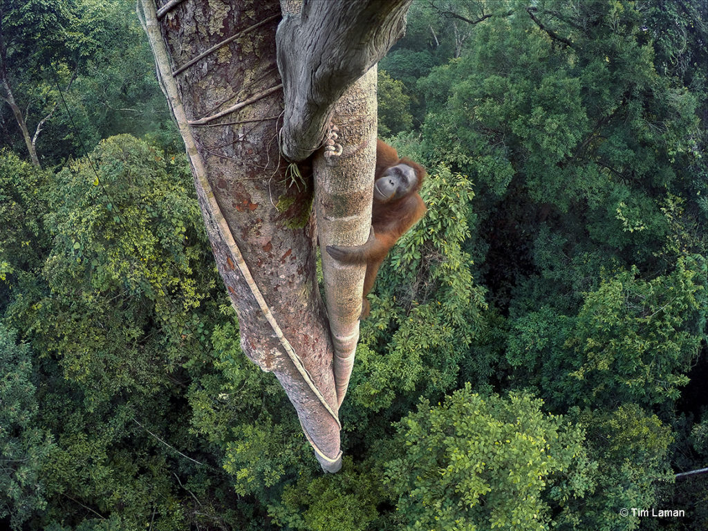 An endangered young male Bornean Orangutan climbs over 30 meters up a tree deep in the rain forest of Gunung Palung National Park, West Kalimantan, Indonesia (Island of Borneo). Photo by Tim Laman.
