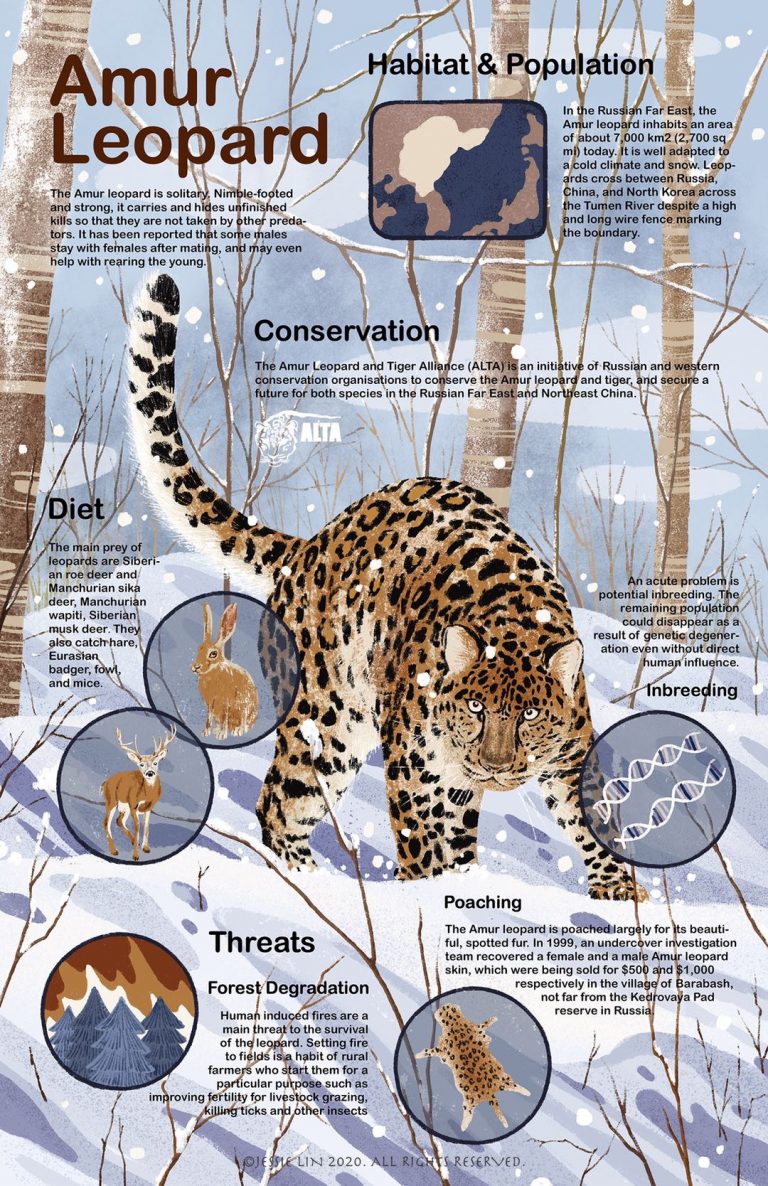 Endangered animals, part 3: The Amur leopard – The Connector