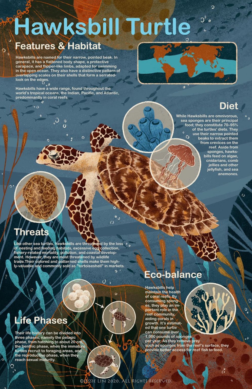 Endangered animals, part 4: The hawksbill sea turtle – The Connector