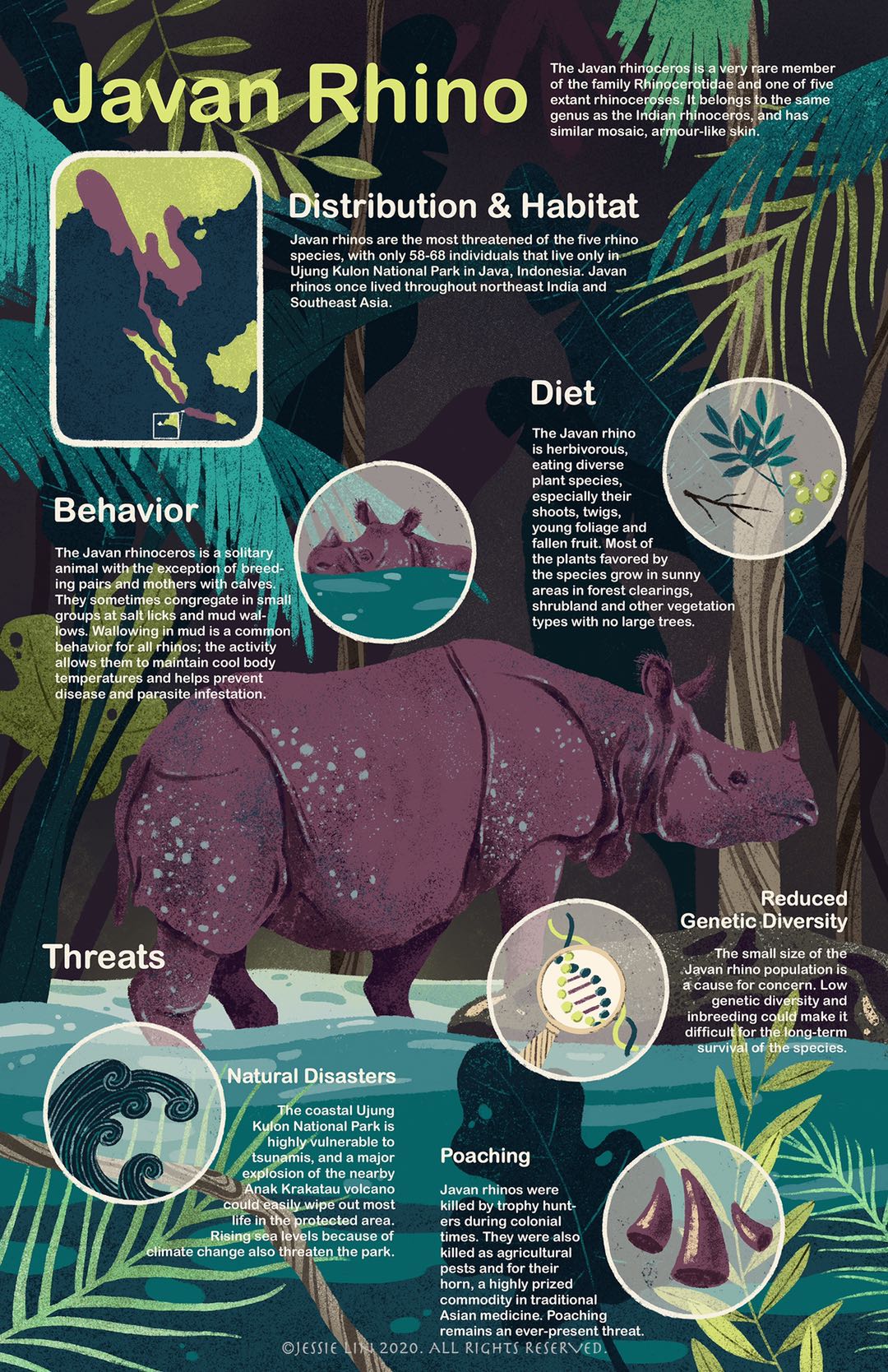 Endangered animals, part 5: The Javan rhino – The Connector