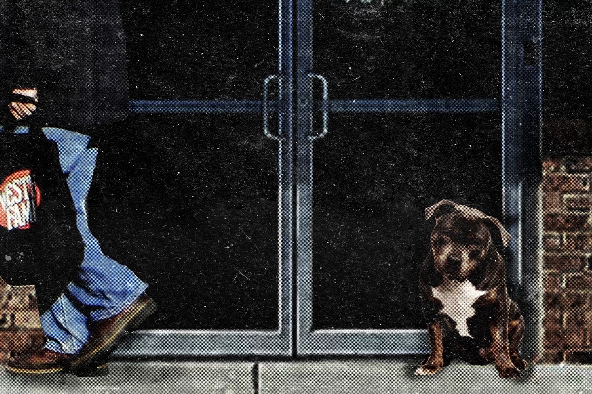 Is dog ownership unethical? The harsh truth about the dog industry ...